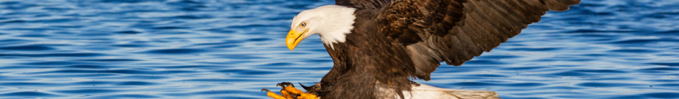 Bald eagle - credit Ken Canning, Getty Images
