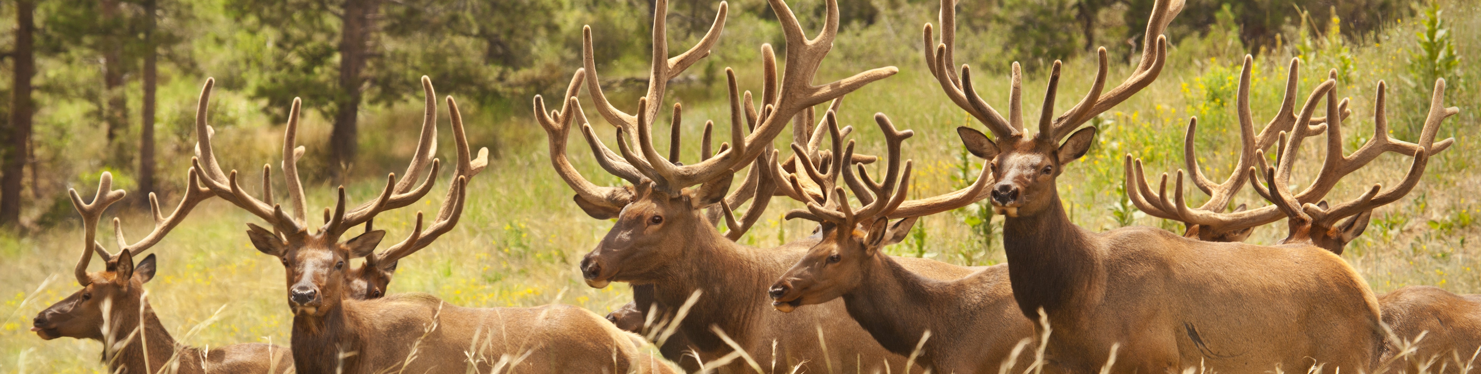 Herd of elk
