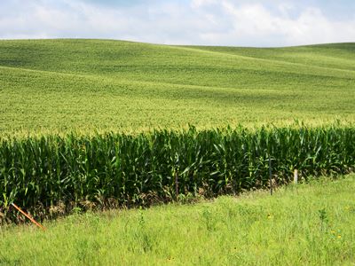 Corn Field_credit Peter Carrels iStock