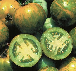 Green Zebra Tomatoes_Seed Savers Exchange