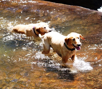 Dogs in Creek_Chattahoochee National Forest_Popofatticus