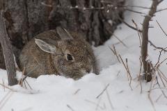 Cottontail in snow