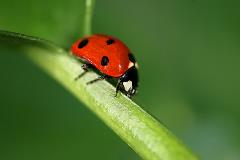 integrated pest mgmt_lady beetle_credit USDA ARS