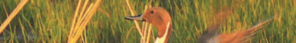 Pintail drake - credit USFWS