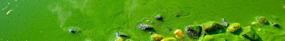 Algal bloom - credit Getty Images