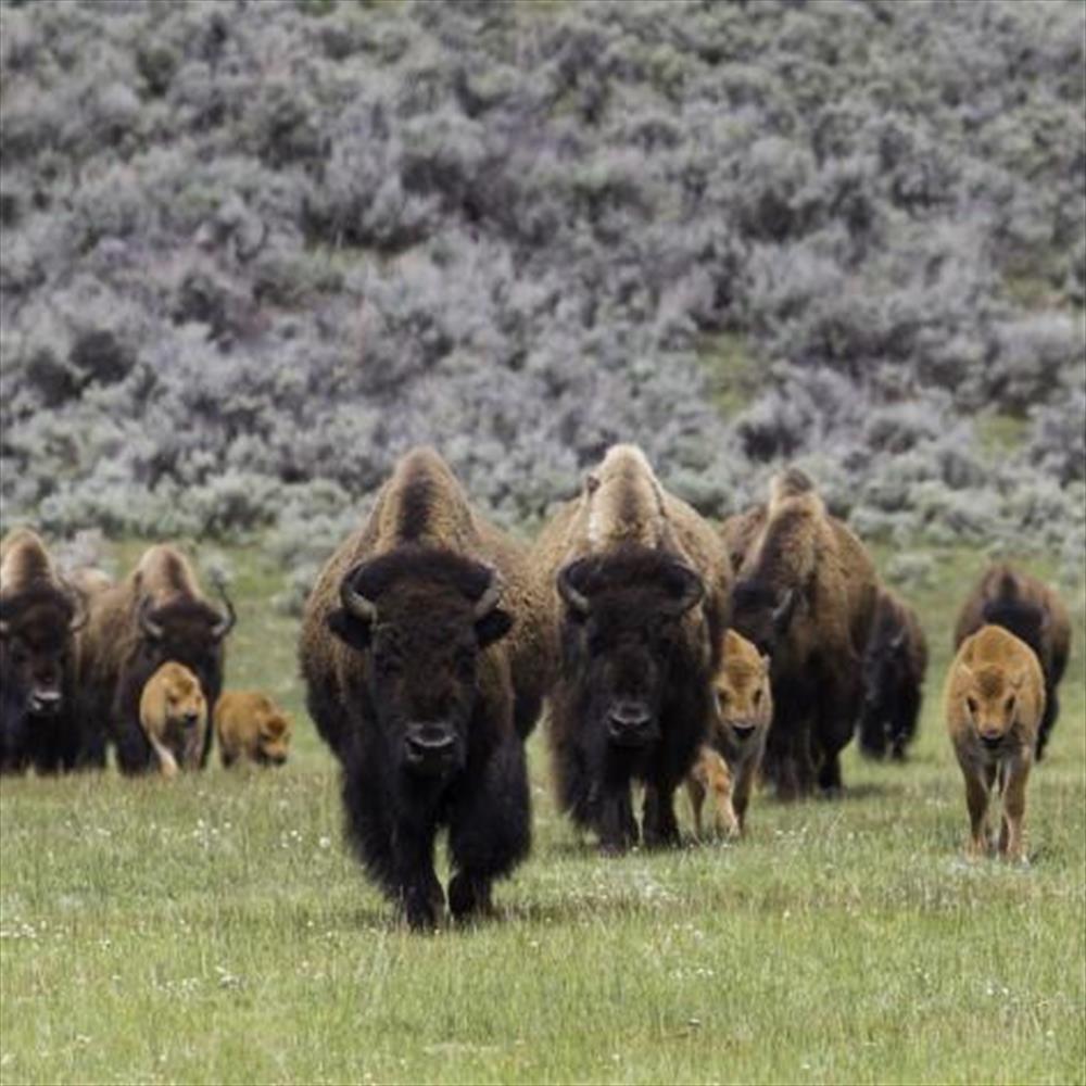 Bison herd - credit Neal Herbert