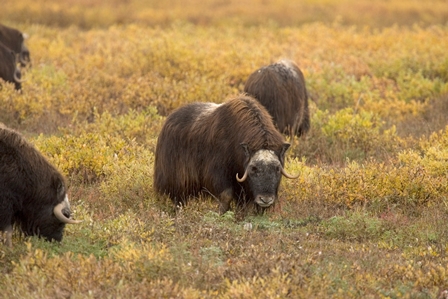 Arctic Refuge_credit USFWS 