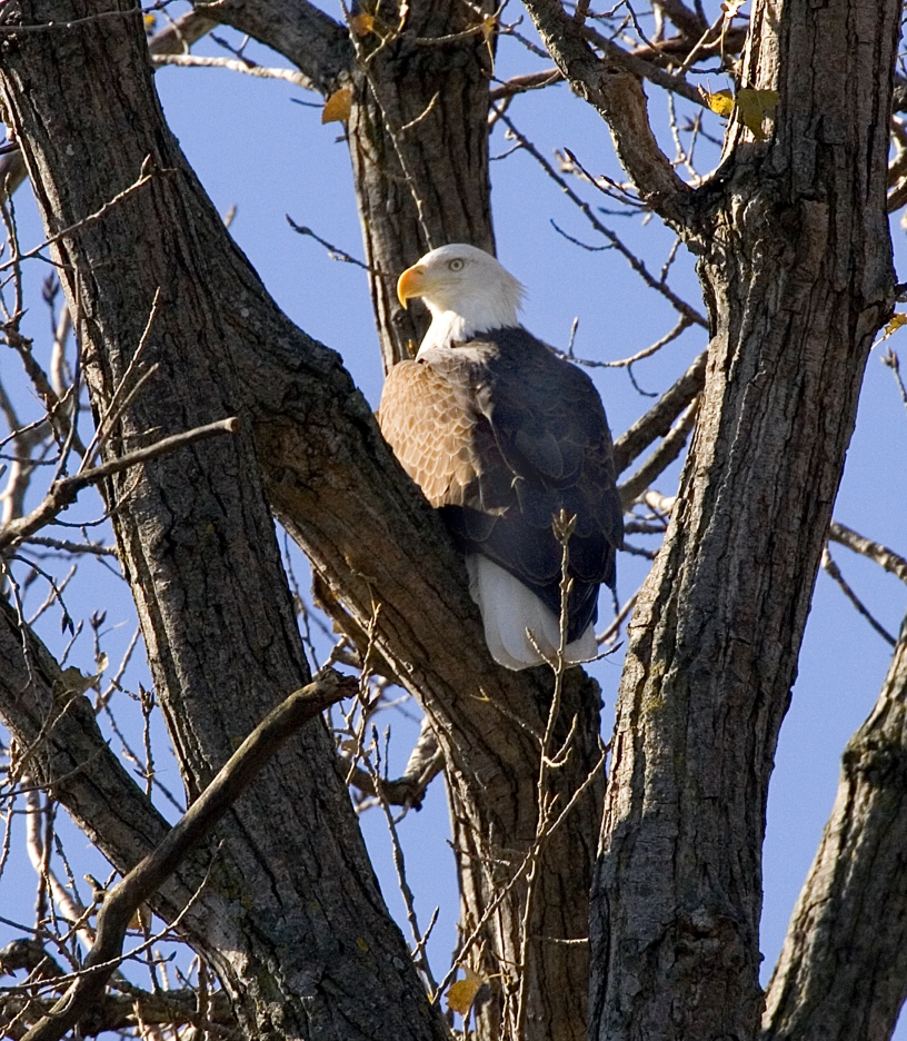 Bald Eagle_Big Muddy NWR_credit USFWS