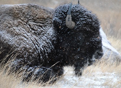 Bison_credit NPS