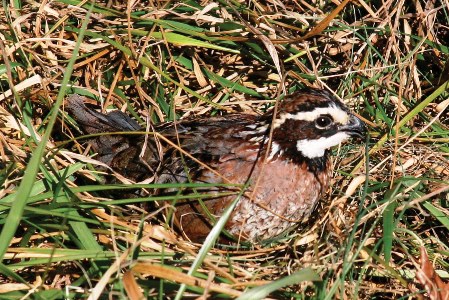 Bobwhite Quail_credit USDA