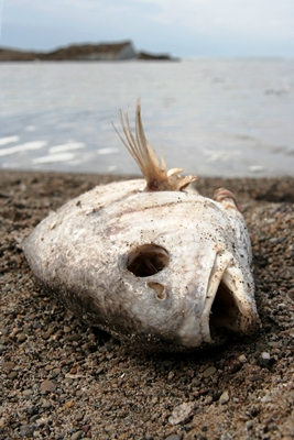 Dead Fish_iStock