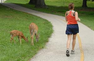 Deer and Runner on Trail_credit Joe Kosack PGC Photo