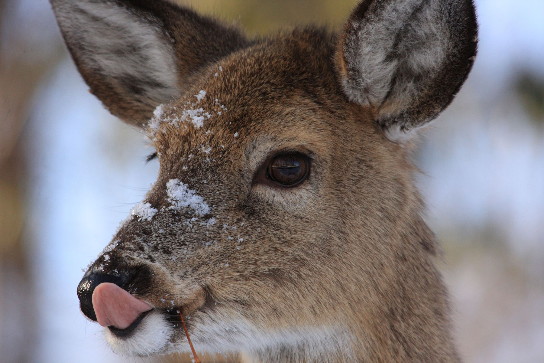 Deer at John Heinz NWR_PA_credit Craig Lewis USFWS