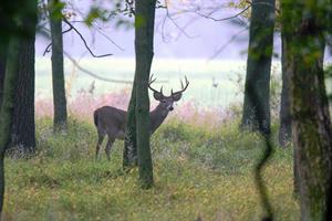 Deer in Woods_credit Joe Kosack_PGC Photo