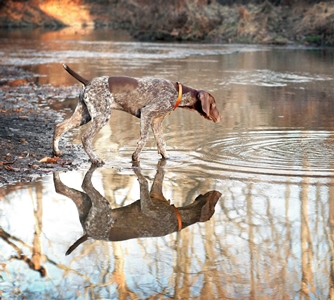 Dog in Water_credit Annie McManus Thorne