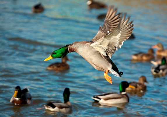 Duck Flying_iStock