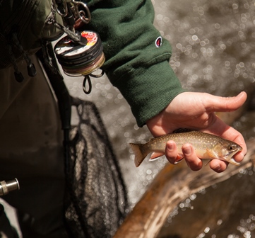 Eastern Brook Trout Seneca Creek Tributary in Pendleton County WV_credit Chesapeake Bay Program