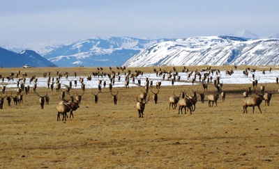 Elk at National Elk Refuge_NEF