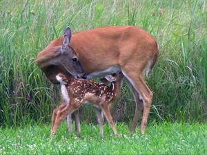 Fawn with Mother Deer_credit USFWS