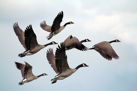 Geese Flying_Unsplash