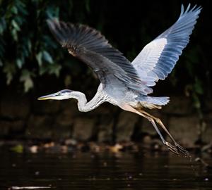great blue heron Anacostia River 2014_credit Will Parson-Ches Bay Prog_sm