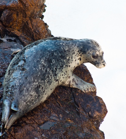 Harbor Seal_credit Erik Oberg_Island Conservation