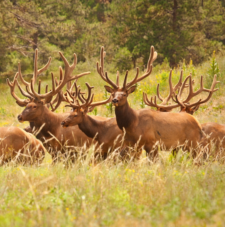 Herd of elk