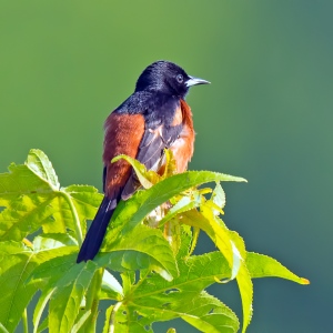 iStock_male Eastern Towhee