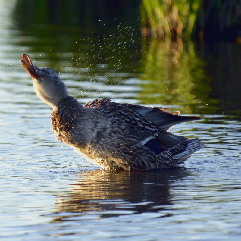 mallard hen in Prairie Pothole Region of North Dakota