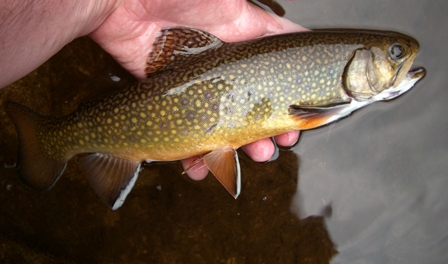 Medium Brook Trout in Big Hunting Creek Maryland_credit iStock