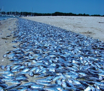 menhaden fish kill_Narragansett Bay RI_credit Chris Deacutis-IAN
