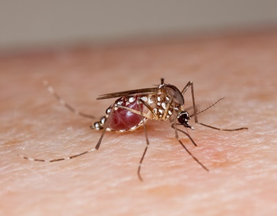 Mosquito_credit Stephen Ausmus_credit USDA