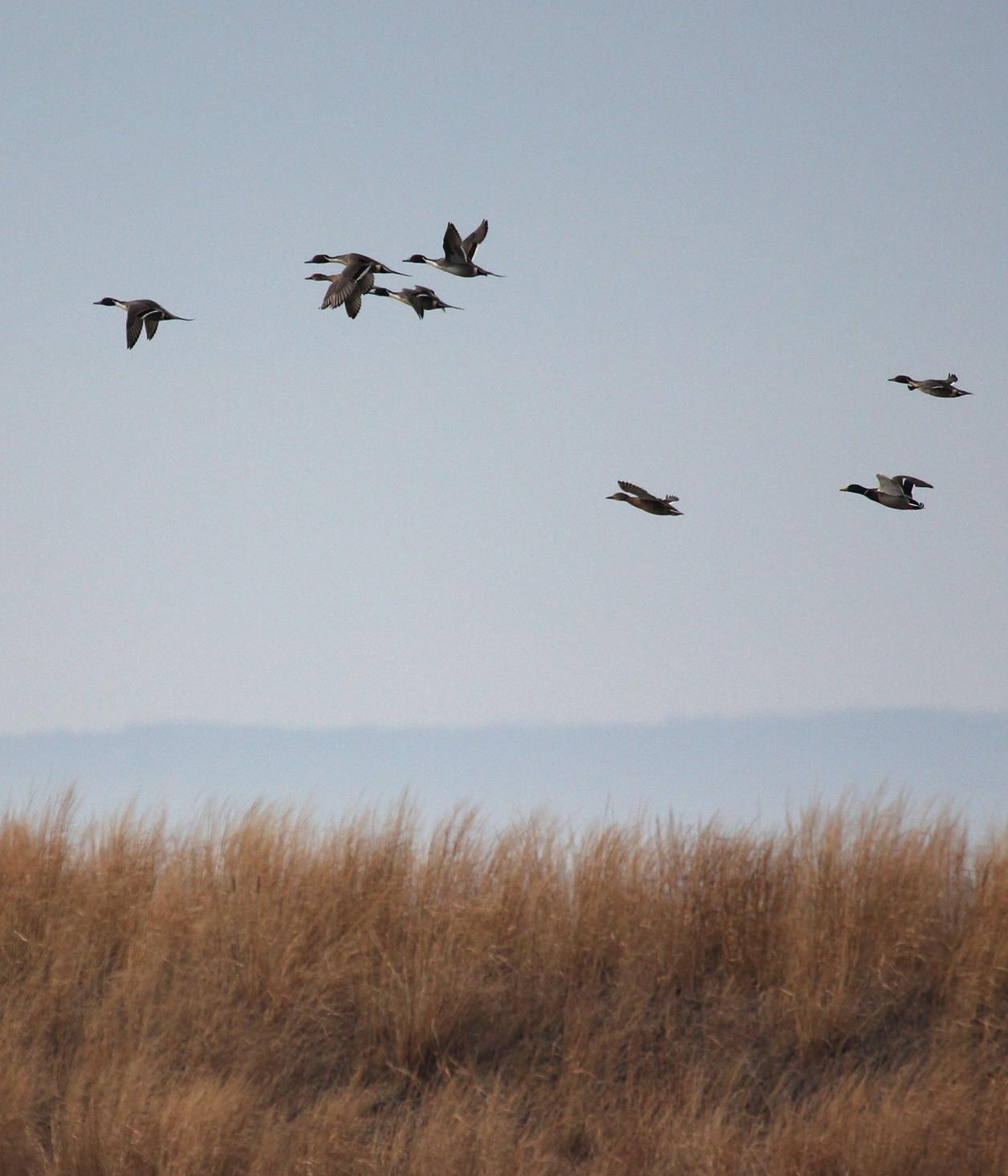 Northern pintails flying over winter marsh - credit Chesapeake Bay Program