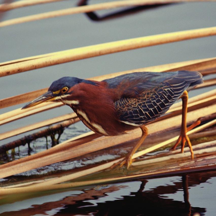 Green heron