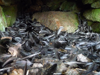 Owl Burrow with Petral Wings