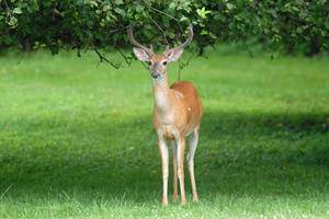 Pruned Apple Tree  and Deer_credit Joe Kosack PGC Photo