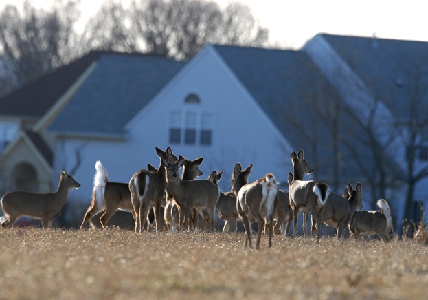 Deer in suburban neighborhood. Credit: Joe Kosack/PGC Photo