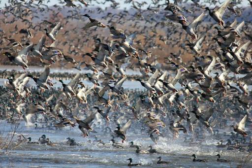 Waterfowl at Great River and Clarence Cannon National Wildlife Refuges. Credit: USFWS