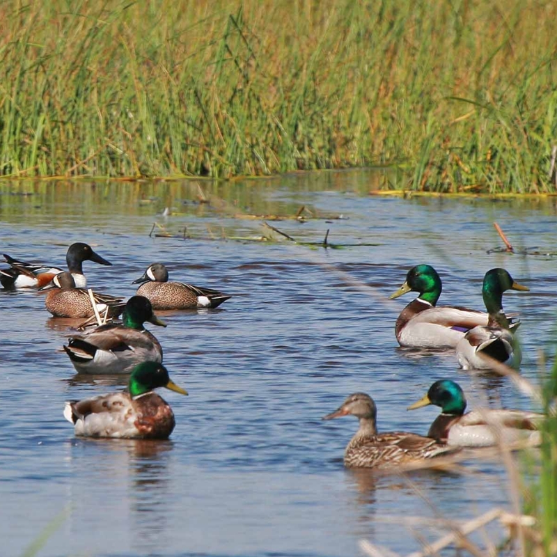 waterfowl_Agassiz NWR_MN_credit USFWS_800x800