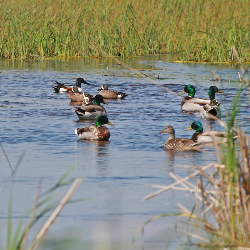 waterfowl_Agassiz NWR_MN_credit USFWS