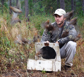 Wild Quail Release_credit Shane Wellendorf/Tall Timbers