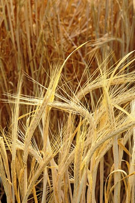 Barley_USDA_credit Jack Dykinga