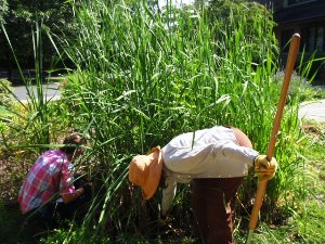 Building a Rain Garden