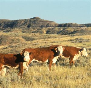 cattle in MT_photo credit Keith Weller