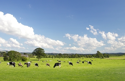 Cows in Pasture_iStock