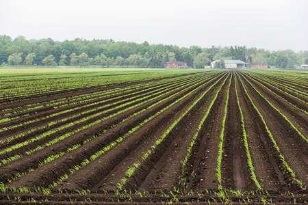 Crops Planted on Farm_credit iStock
