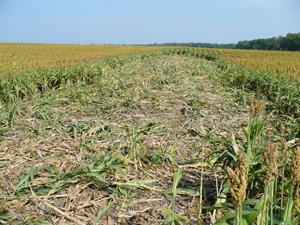 Damaged Crops_credit USDA