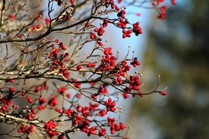 dogwood berries_credit Ryan and Sarah Deeds