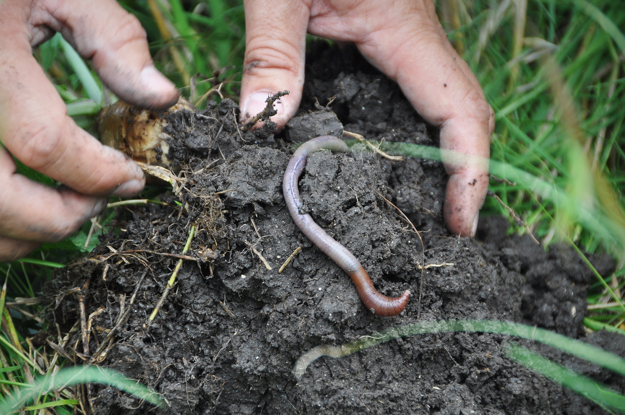 Worm in healthy soil