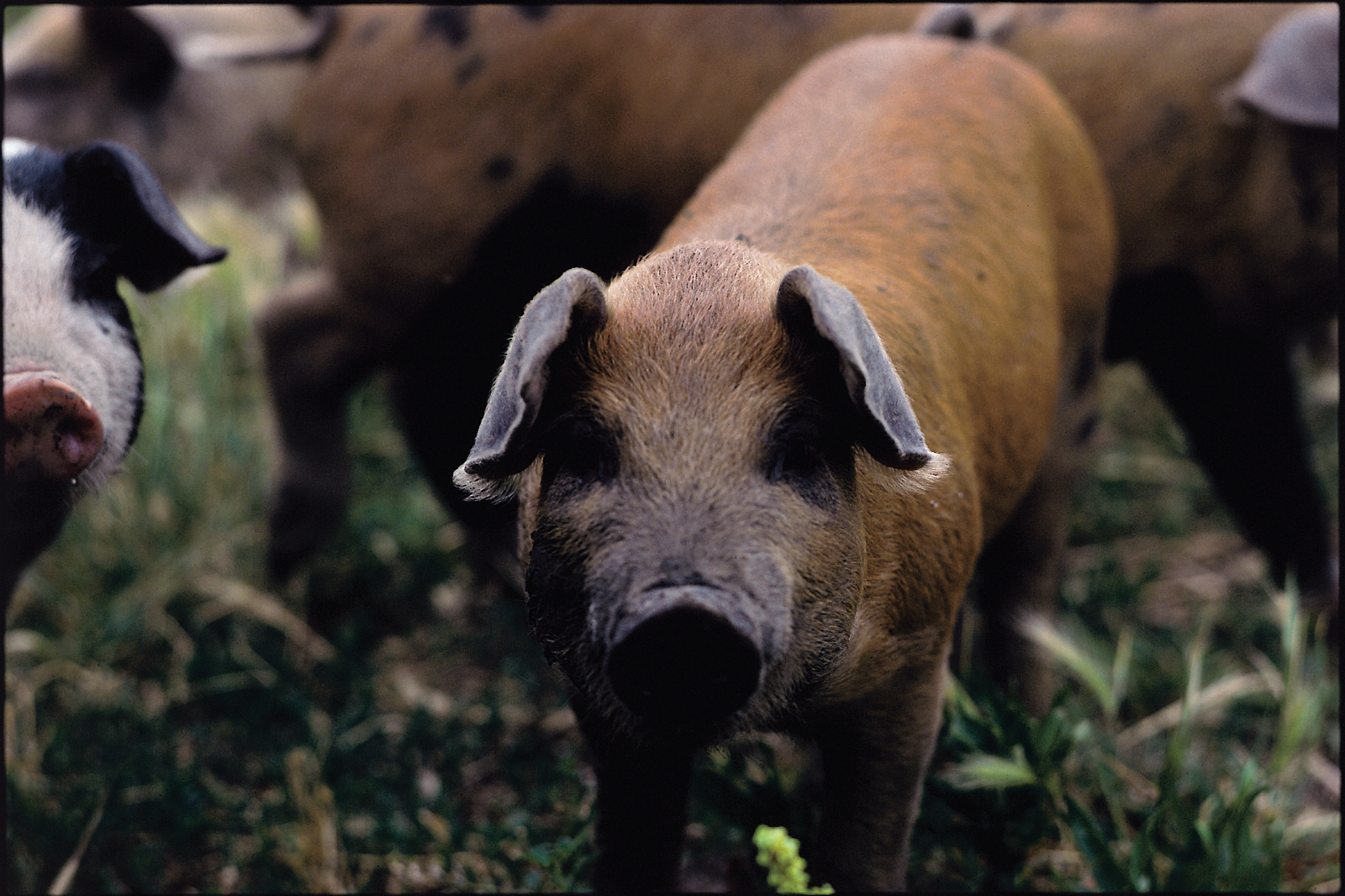 Hog_credit Tim McCabe_USDA-NRCS